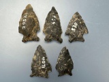 5 Nice Arrowheads, Quartzite, Chert, Longest is 1 3/4