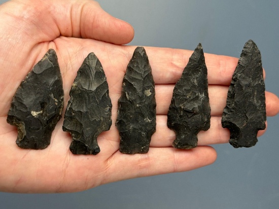 5 Black Chert Stem Points, Longest 2 1/8", Found near Hellertown, Northampton Co., PA,