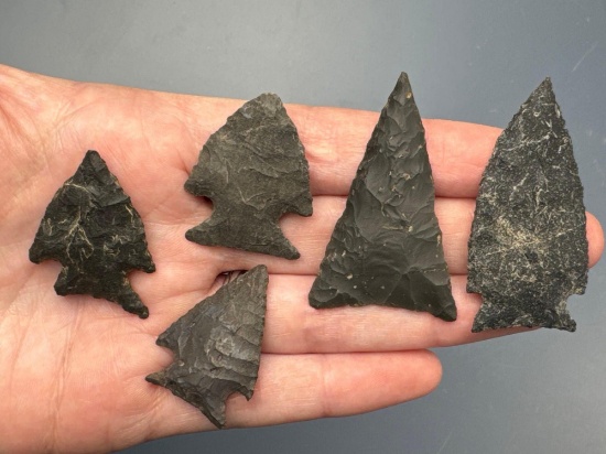 5 FINE Black Chert and Chalcedony Points, Found Northampton Co., PA, Ted Knieriem, Longest 2"