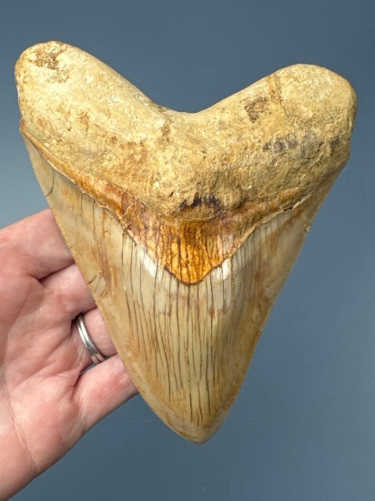 XL 5 9/16" Megalodon, Some Root Damage Noted