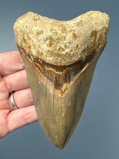 4 3/4" Megalodon, NICE Serrations, Some Root Damage Noted