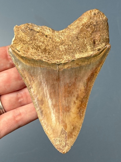 4 5/16" Megalodon, Some Root Damage Noted, Ding to End of Tip