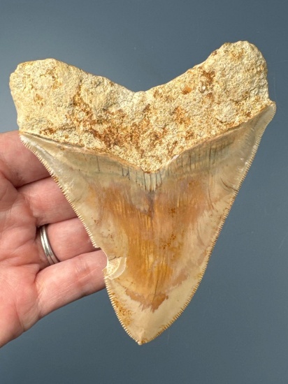 4 5/16" Megalodon, Nick to x1 Edge Noted