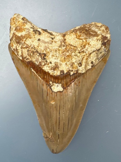 4 3/4" Megalodon, Damage to One Edge Noted