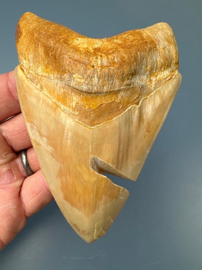 4 1/2" Megalodon, Damage from Saw During Excavation on Edge
