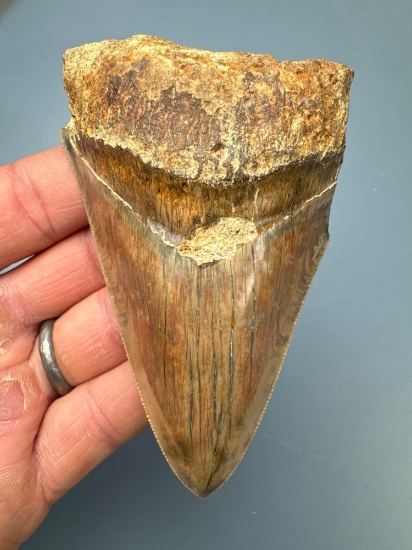 3 1/2" Megaoldon, Nice Example