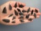 20 Obsidian Arrowheads, Longest is 1 3/16