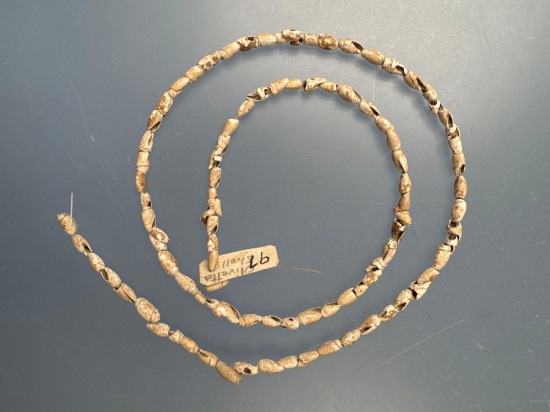 20" Strand of Olivella Shell Beads, Found in Union Springs, New Hampshire, Late Woodand