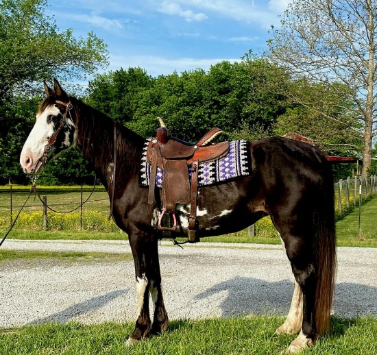 Wolfe Agricultural Auctions Auction Catalog Horse Auction at Eyler