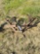 3pt hitch cultivator