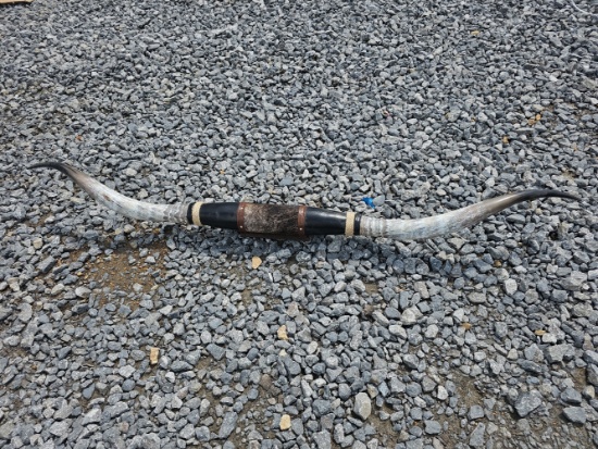 Longhorn Mount