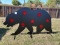 LARGE BEAR TARGET