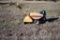 ROTO Tiller MTD