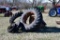 assorted tires and rims