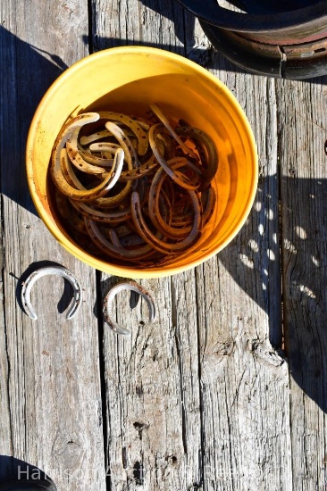 Assortment of Horseshoes in Bucket