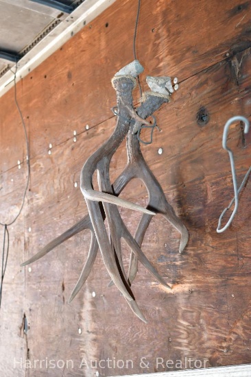 Elk Antlers