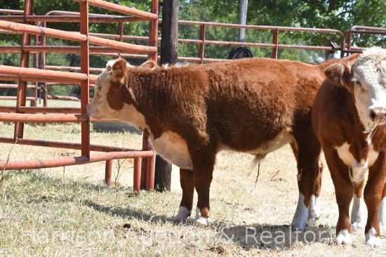 DEVIL CANYON MINI HEREFORD BULLS