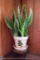 Live Snake plant in planter