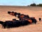 10 AI Bred Heifers