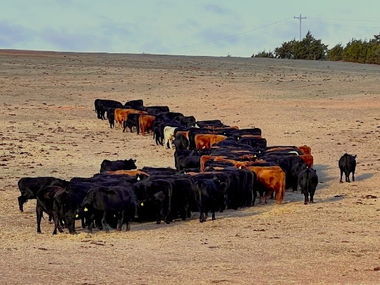 Nault Front Pasture Replacement Heifers