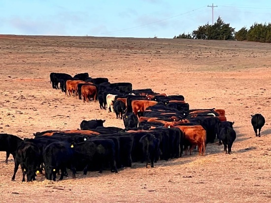 10 AI Bred Heifers