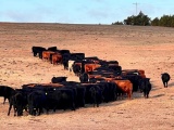 10 AI Bred Heifers