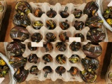 20 FALL HARVEST TOPS AND BASES