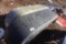 Fenders