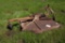 4' rotary cutter