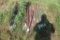 Large Lot of T-Posts