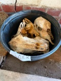 Tub Cow Skulls