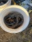 Bucket Horse Shoes