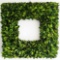 BoxwoodWorld Real Boxwood Wreath