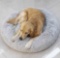 Round Large Breed Dog Bed Washable 35 Inches