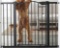 Cumbor Extra Tall Safety Dog and Baby Gate
