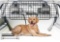 Gtongoko Dog Car Barriers for SUVs, Vehicles, Cars, & Trucks