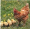 20GA Galvanized Hexagonal Poultry Netting Chicken Wire 60 inches x 50 feet x 2 inches Mesh