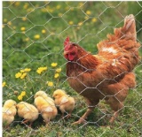 20GA Galvanized Hexagonal Poultry Netting Chicken Wire 60 inches x 50 feet x 2 inches Mesh