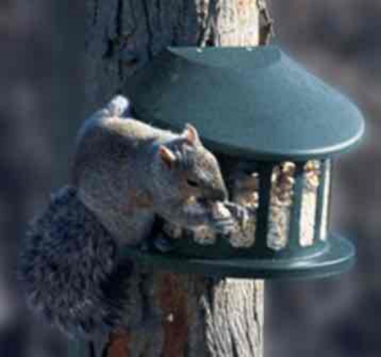 SQUIRREL DINER