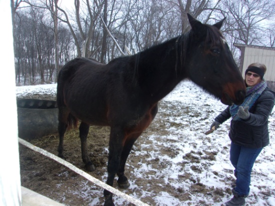 STANDARD BRED  PACER HORSE