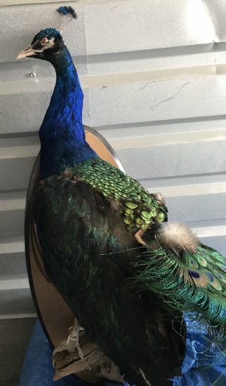 PEACOCK ON PLAQUE Taxidermy