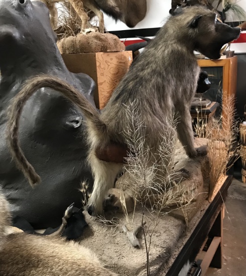 BABOON RED BUTT Taxidermy