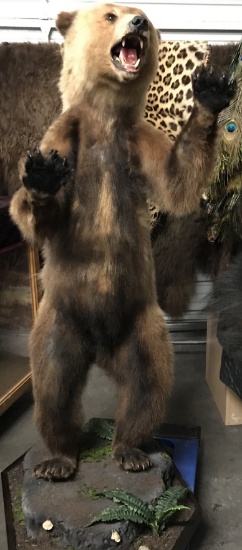 5" BROWN BEAR STANDING Taxidermy