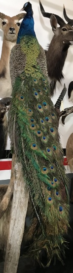 PEACOCK ON DRIFTWOOD PEDESTAL Taxidermy