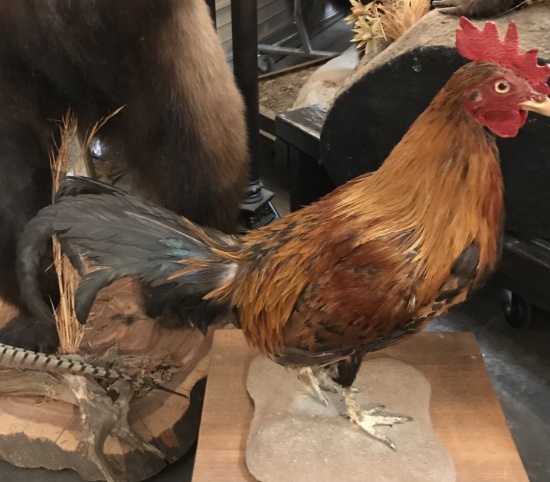 ROOSTER Taxidermy