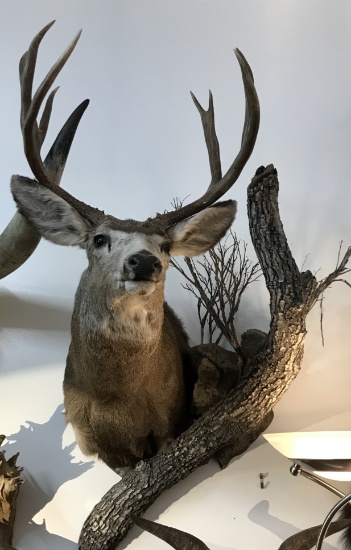 Taxidermy MALE DEER WITH BRANCHES SHOULD MOUNT