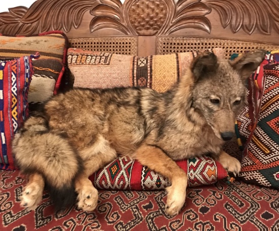 COYOTE LAYING ON PILLOW Taxidermy