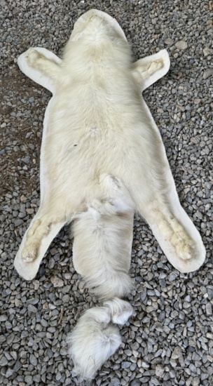 VERY RARE, WHITE ARCTIC FUR PELT , TAIL IS PARTIALLY BROKEN