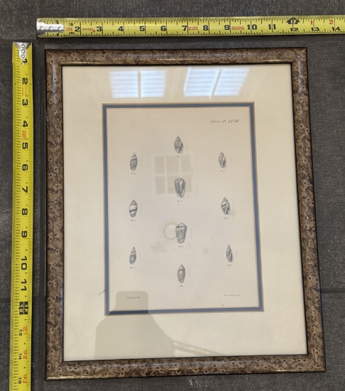 Framed Vintage Illustrations – Decorative Wall Art 12x14.5