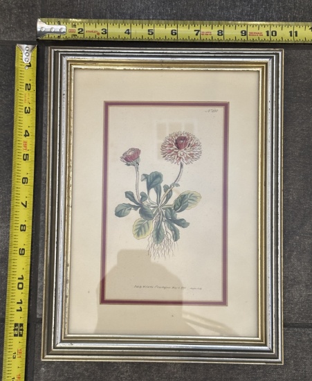 Framed Vintage Illustrations – Decorative Wall Art 10x13